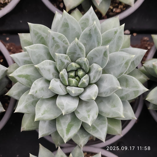 NGN601 ダークモンスター （9cm pot）