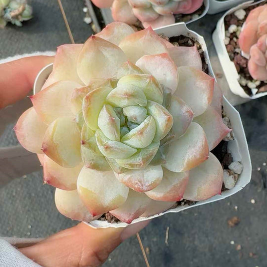 26140 キャンディーハウズ