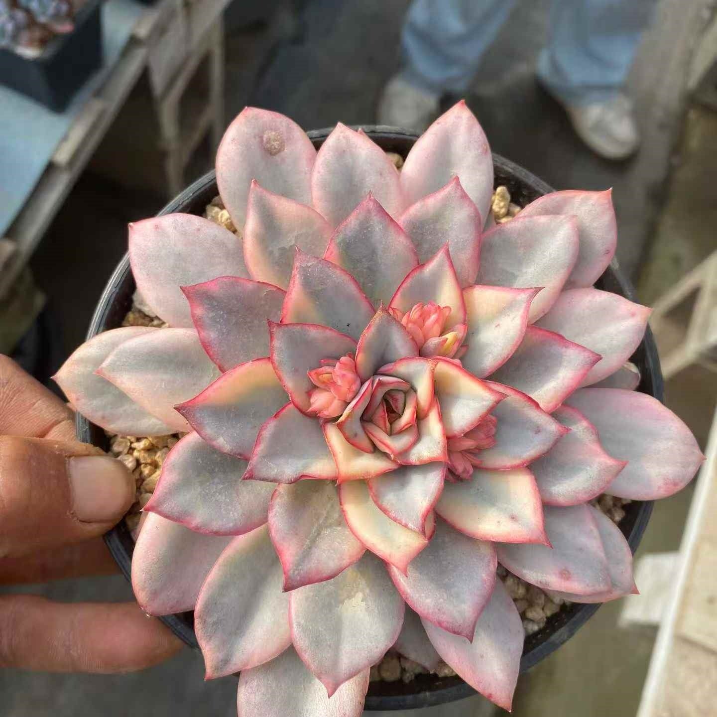 23653 エスター錦（12cm pot）