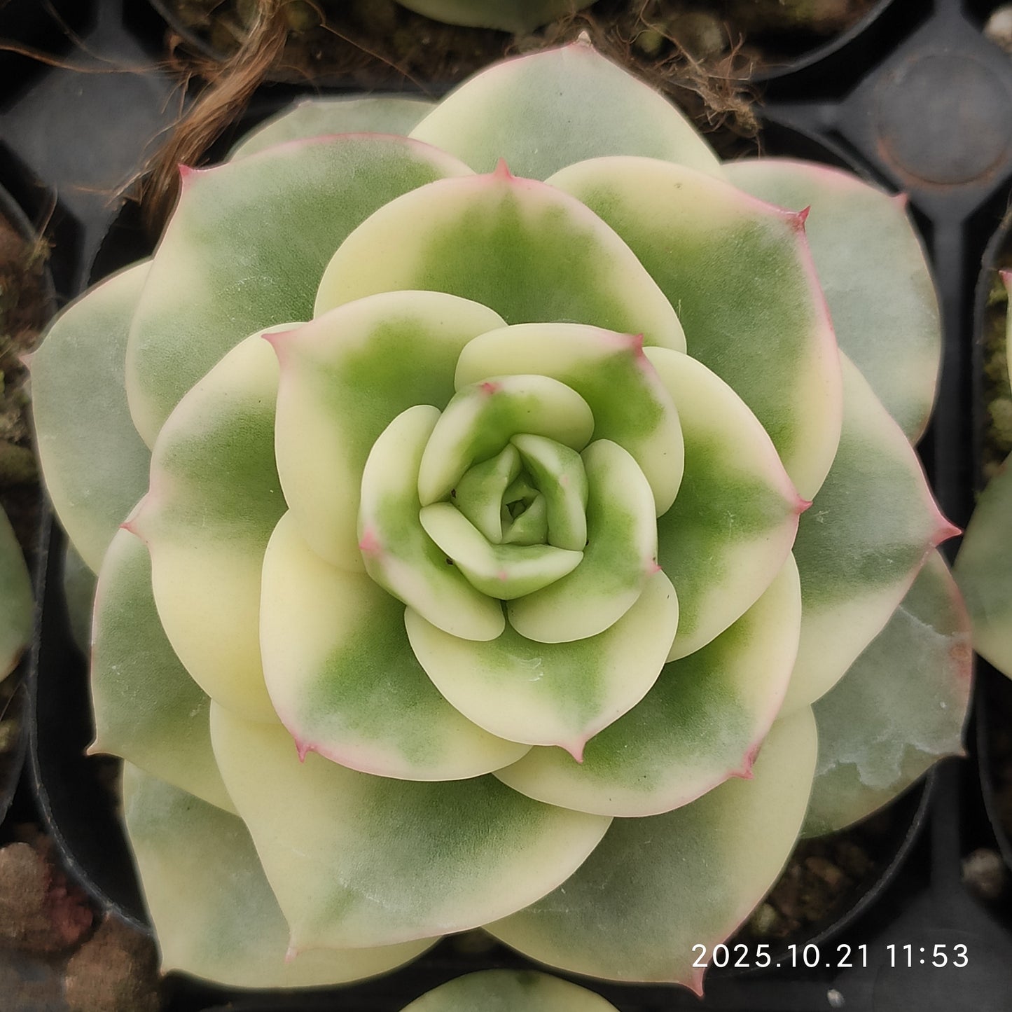 MMY993 ヌダ錦(6.3cm pot）