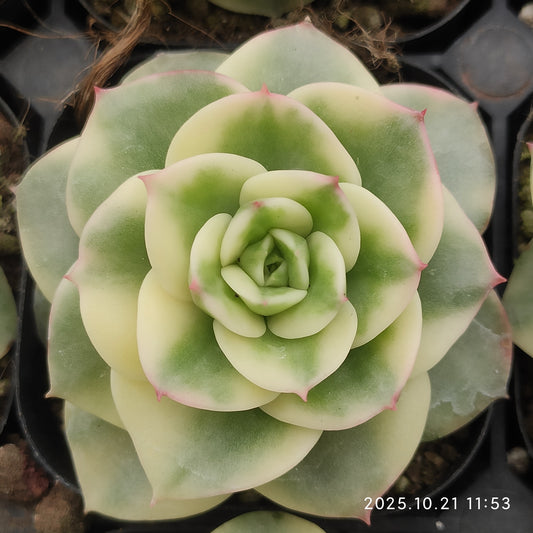 MMY993 ヌダ錦(6.3cm pot）