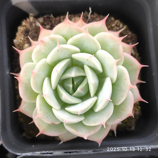 QN893 スノーフィールド（6.5cm pot）