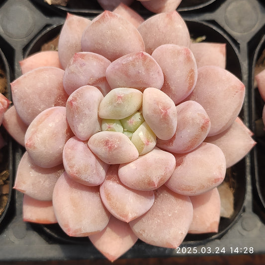 MMY721 ハーフサマー (6.3cm pot)