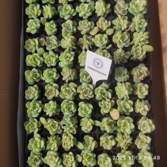 22146  AKマリア（3cm pot）（ポット苗）