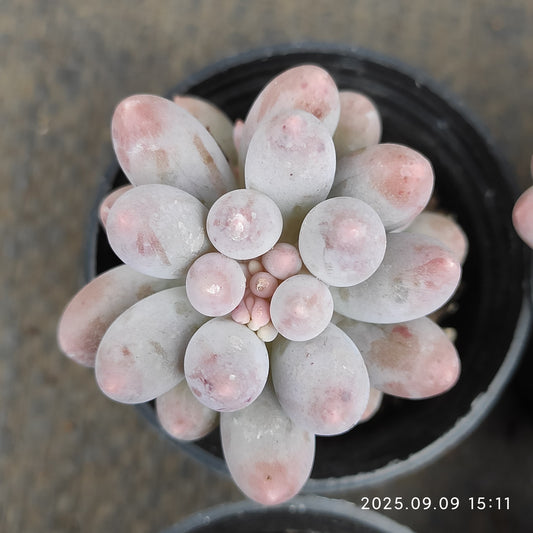 MMT832 ベビーフィンガー（5.5cm pot）