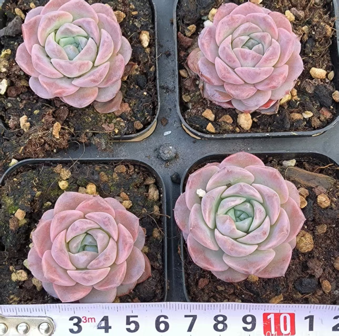 LG289 エリークィーン（5cm pot）