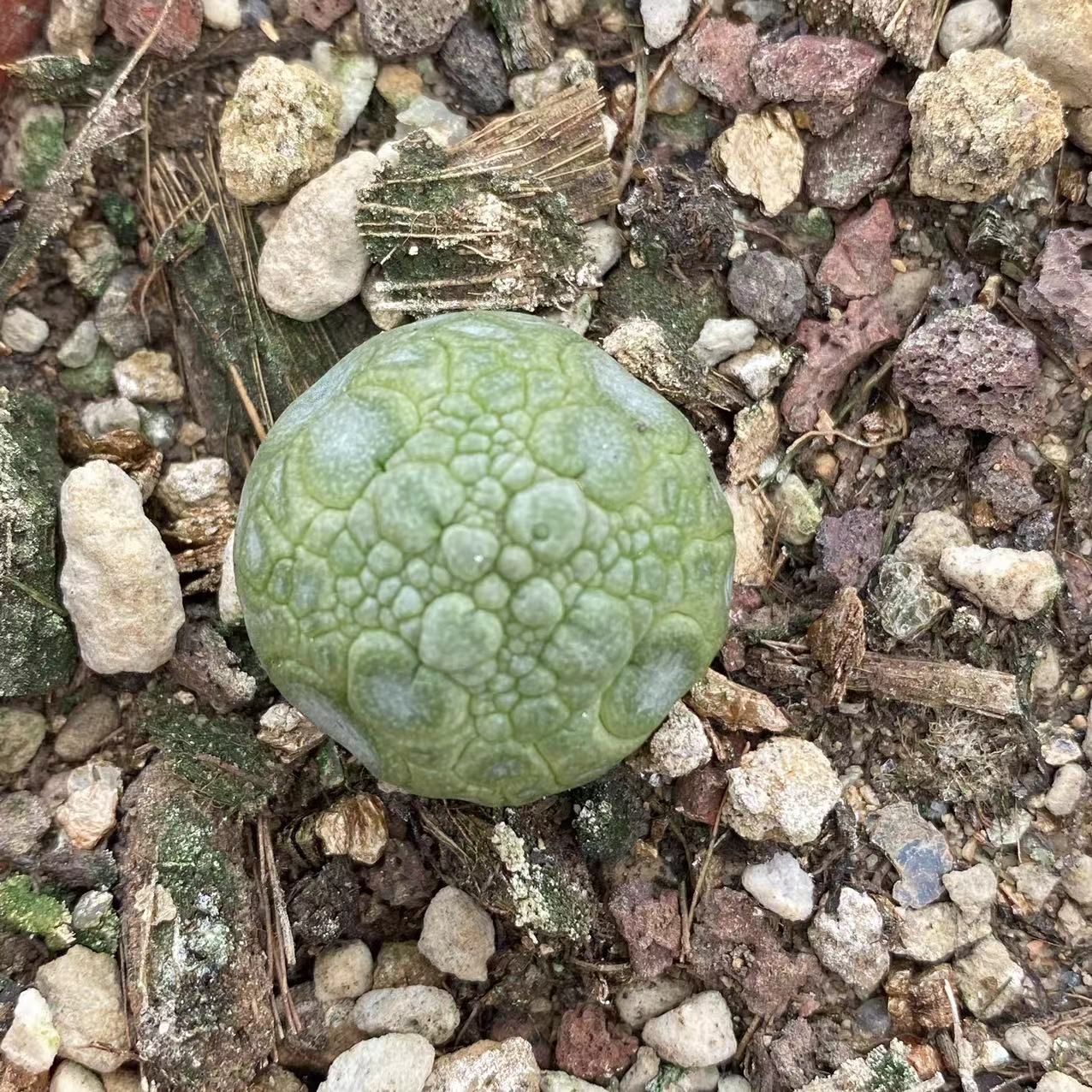 ZL124 プセウドリトス ミギウルティヌス  （2cm pot)