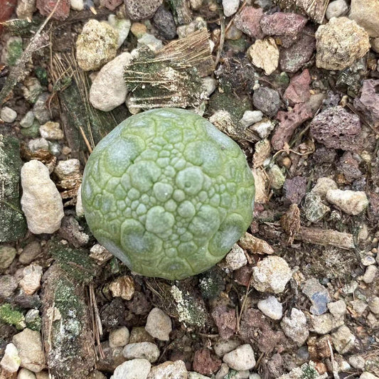 ZL124 プセウドリトス ミギウルティヌス  （2cm pot)