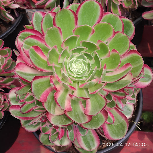 YF433 ピーコック　フェザーズ（500cm pot）