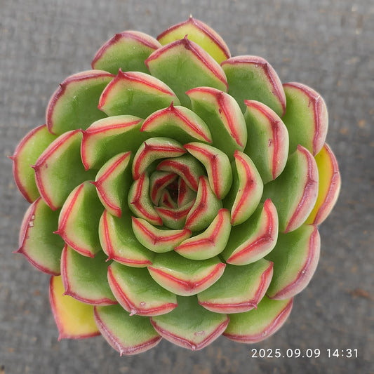 MMT007 ファイヤーフライ（蛍） （5.5cm pot）