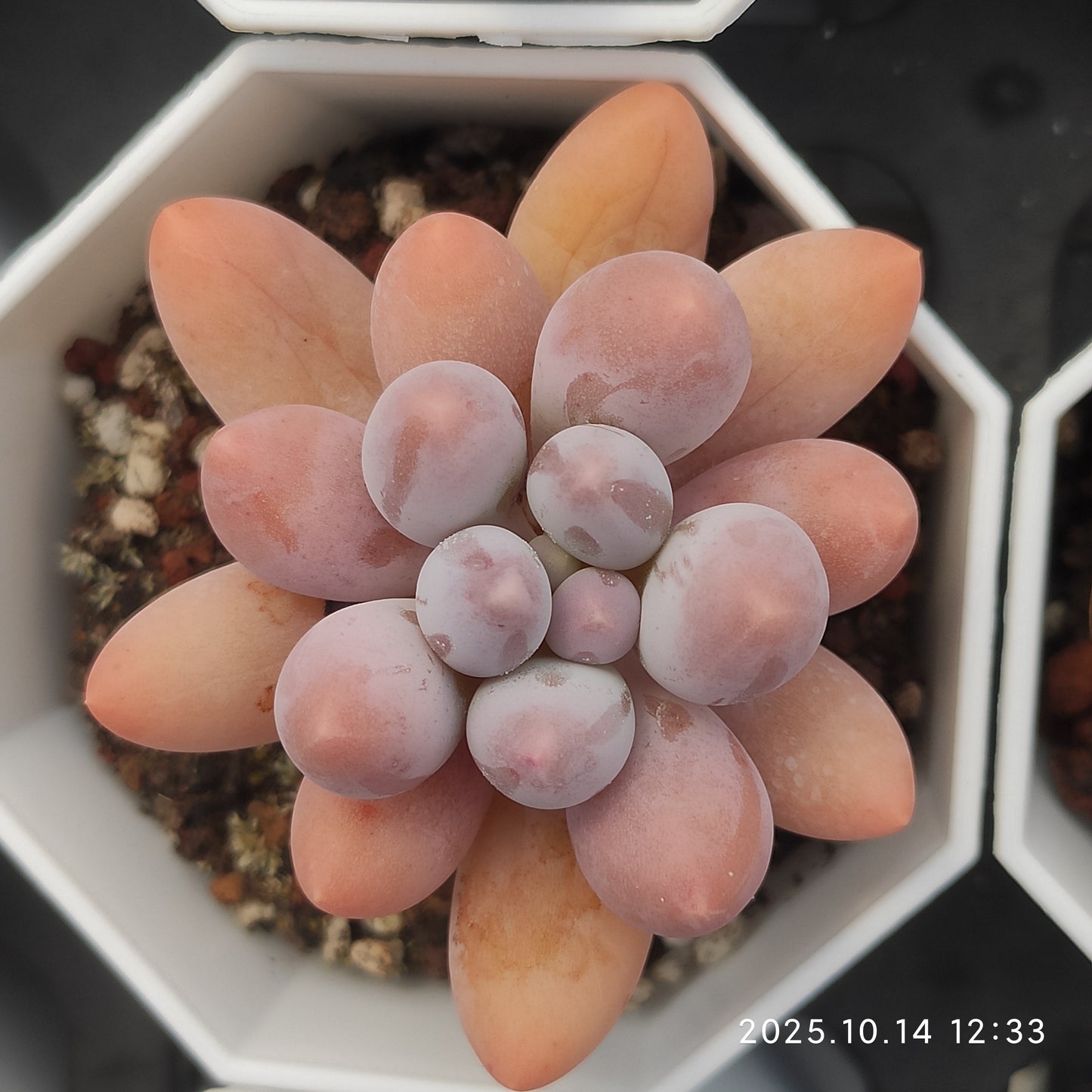 WWA270 オレンジスノーボール(7cm pot)