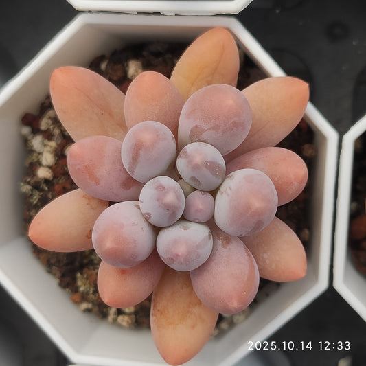 WWA270 オレンジスノーボール(7cm pot)