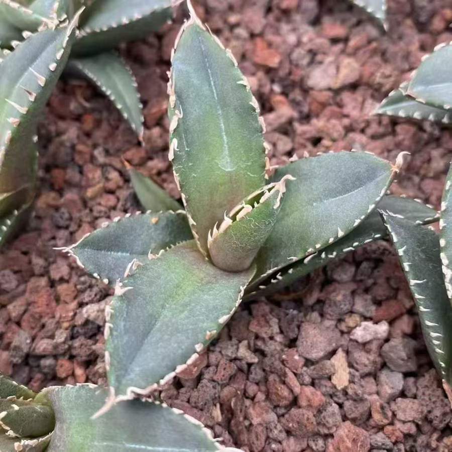 13479 アガベ　チタノタ　狼人