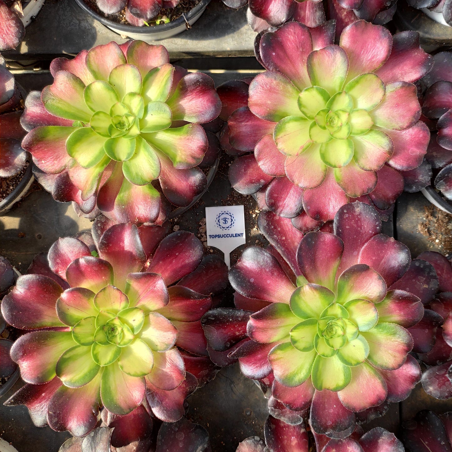 24636 セティング　サン