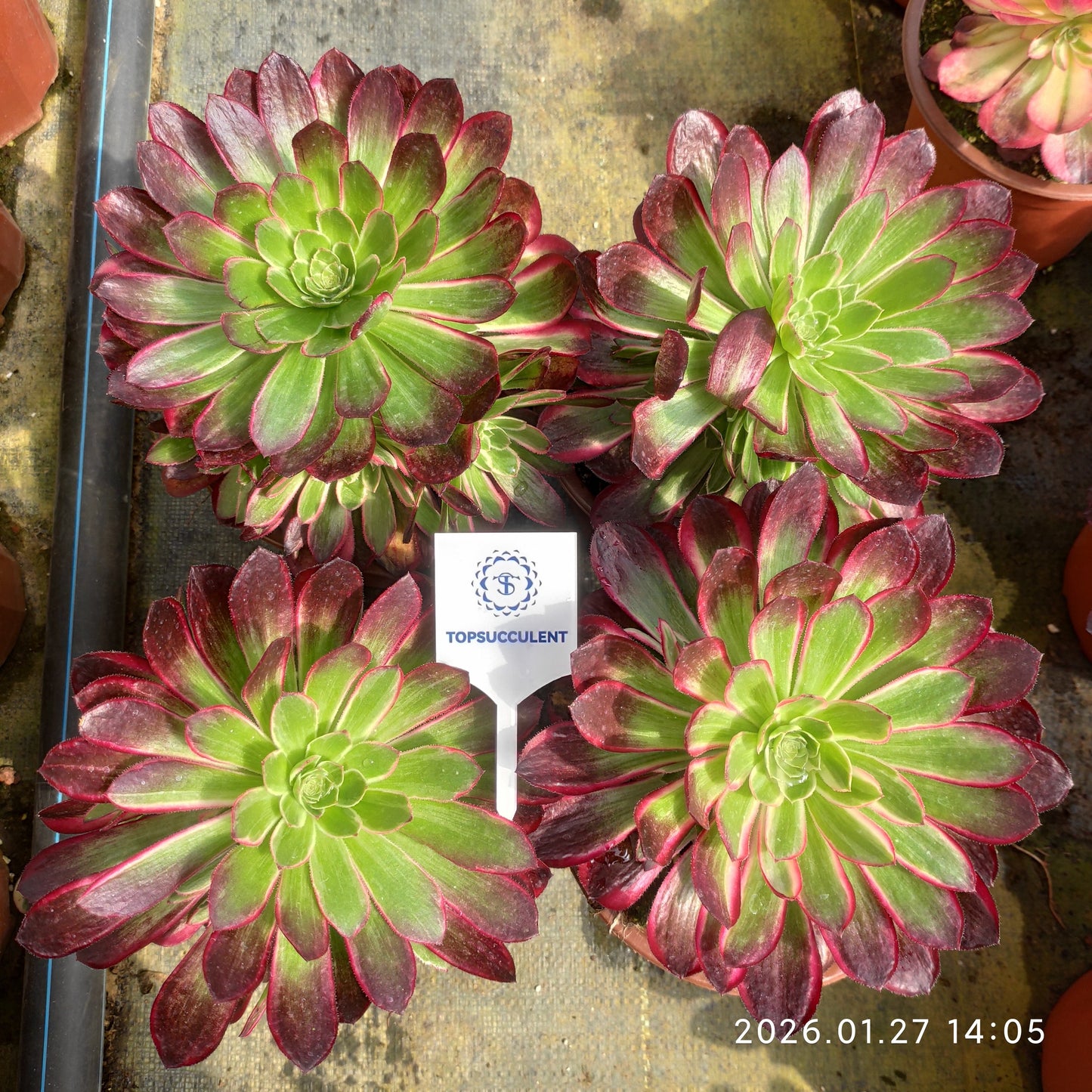 25471 ピーコック　フェザーズ