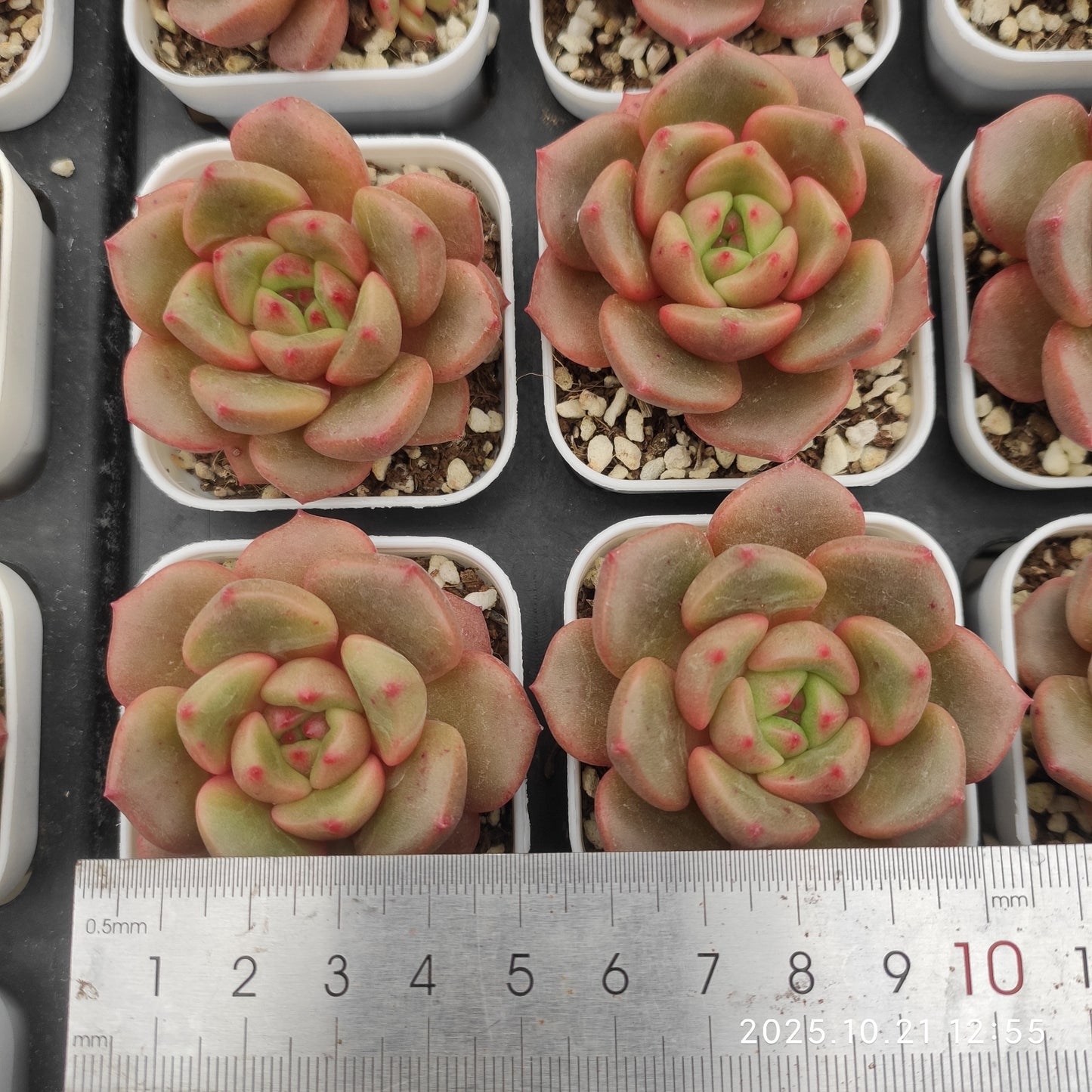 MMY555 バド （5cm pot）