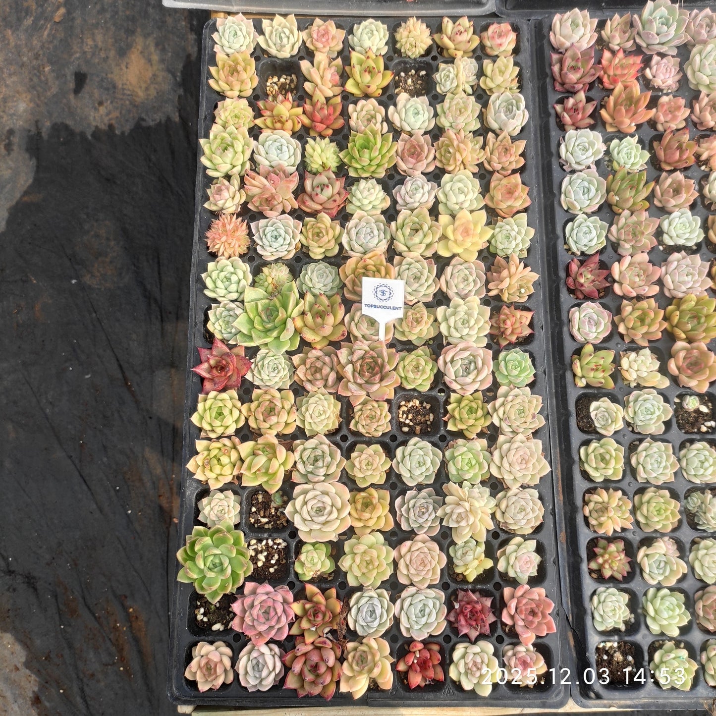 23114 ポートーシナー x コーローラッター（3cm pot）（ポット苗）