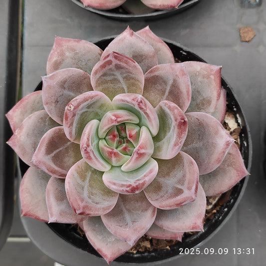 MMT840 デアデビル（9cm pot）