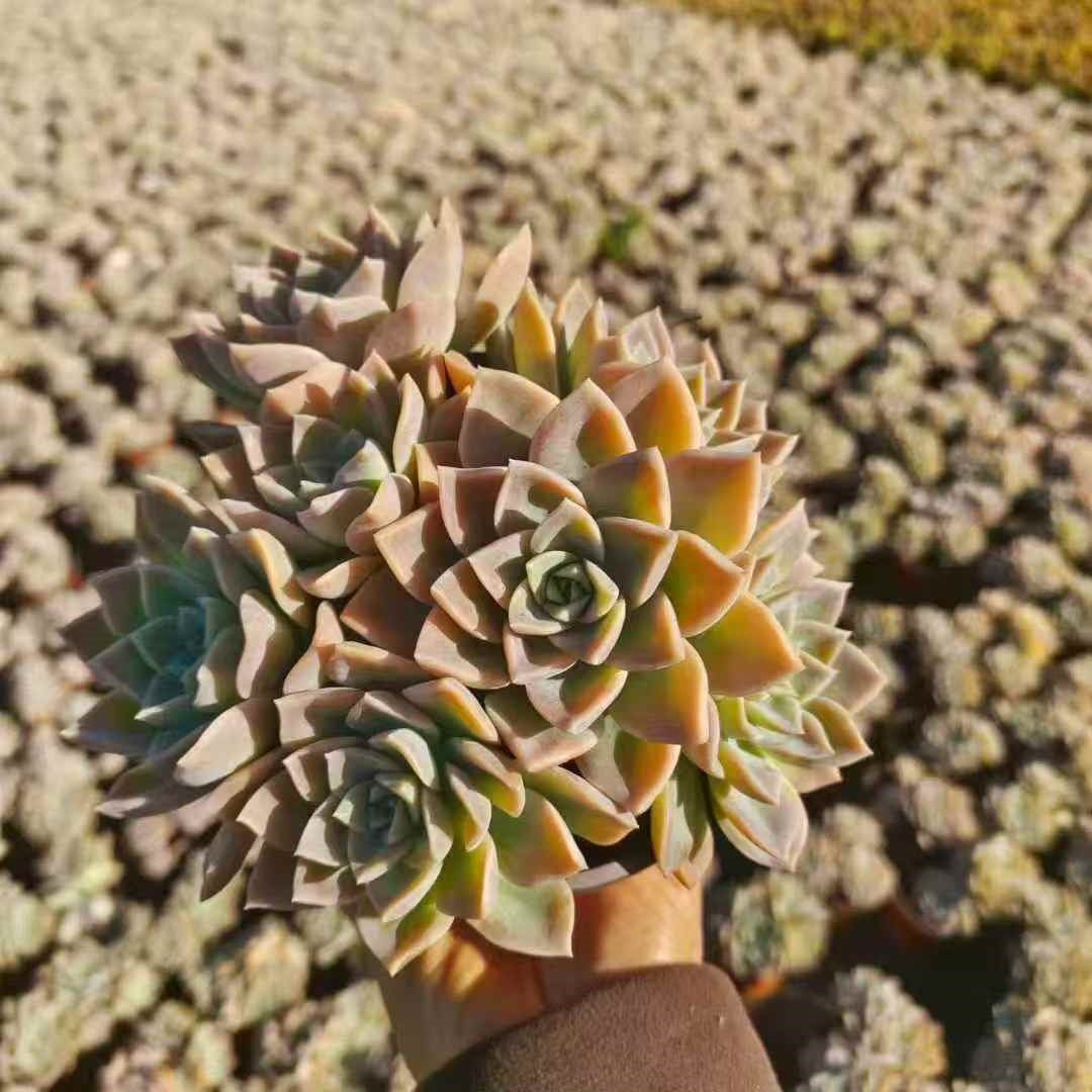 24462 ハリーワトソン