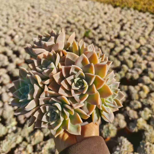 24462 ハリーワトソン