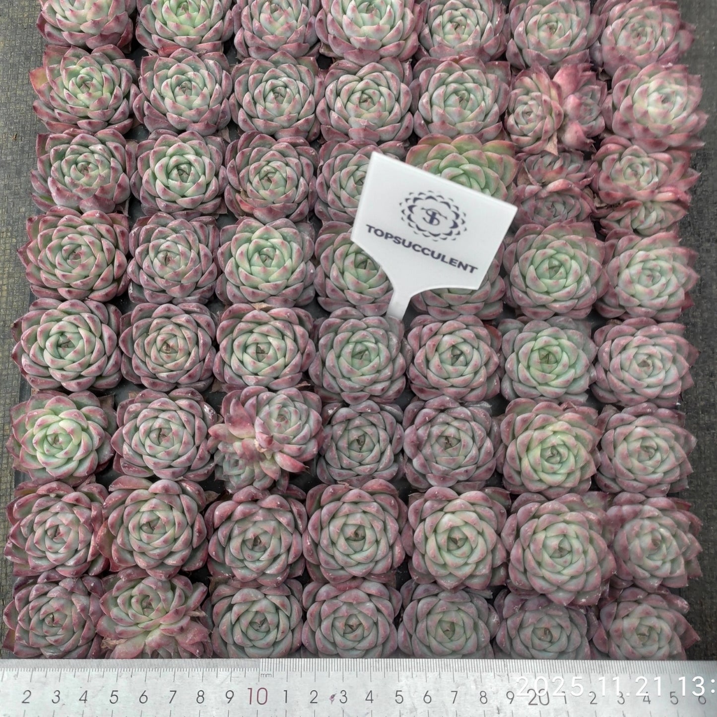 22118  ピンククリスタルローズ（3cm pot）（ポット苗）