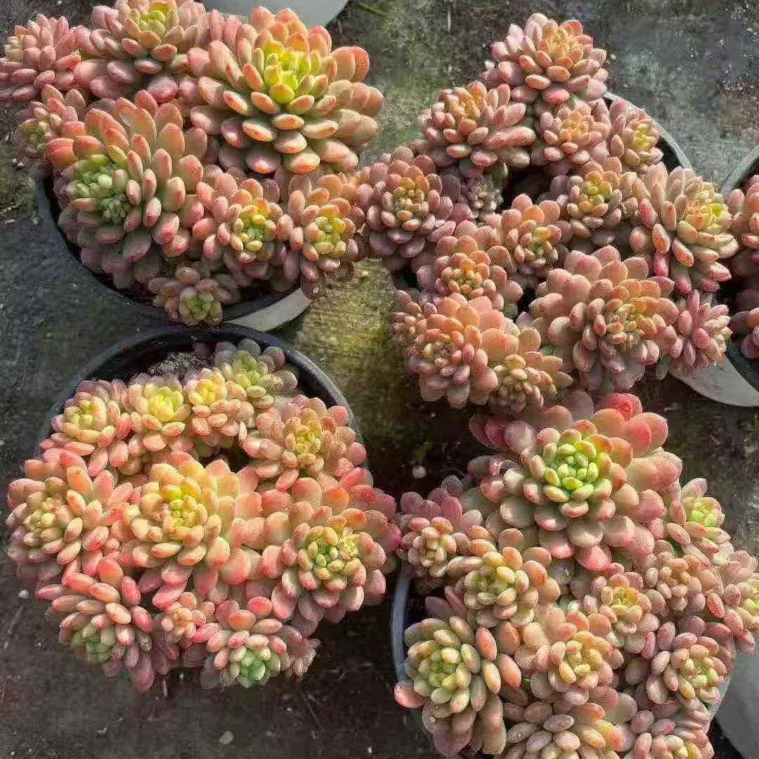 23652 ストローブレ　ムース（12cm pot）