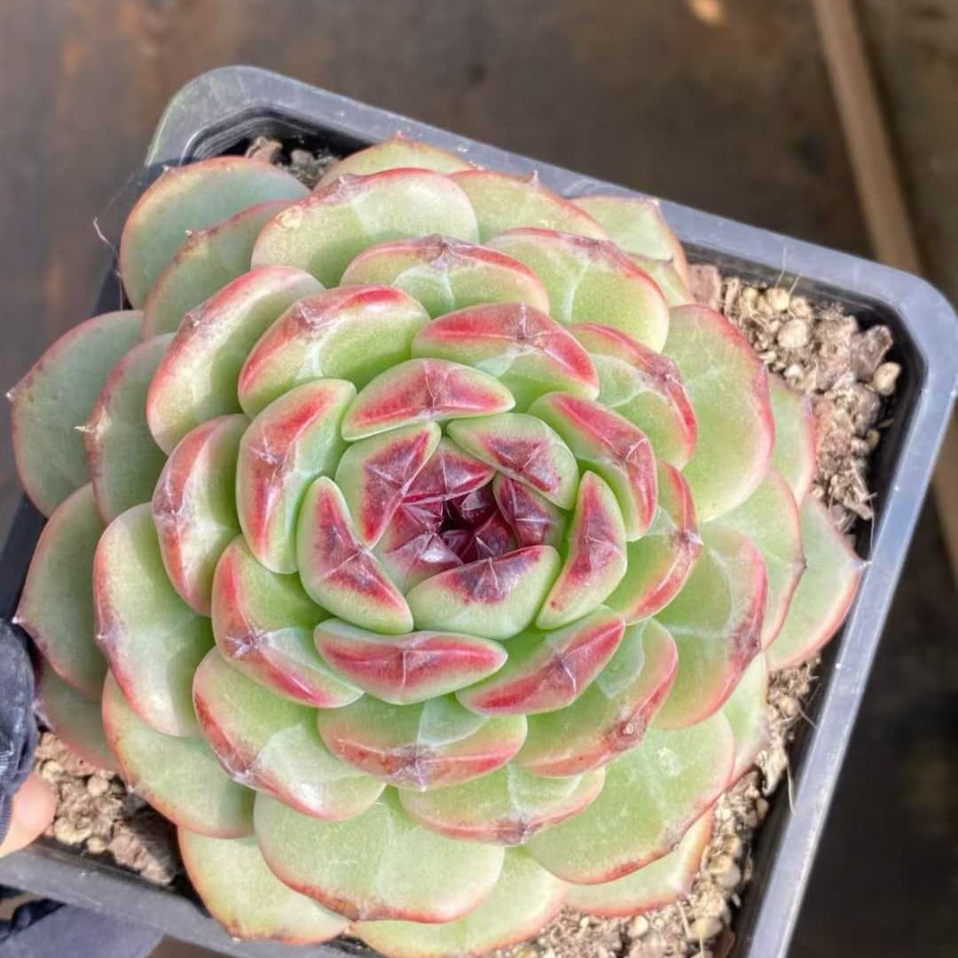 22550  アメージング　グレースHyb（12cm pot）