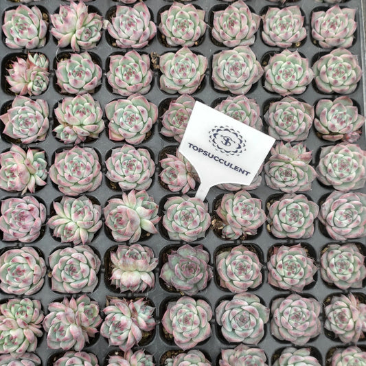 22140  チワワエンシス（3cm pot）（ポット苗）