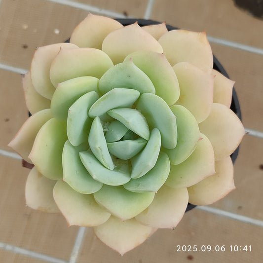 RC031 ラブチューン（9cm pot）
