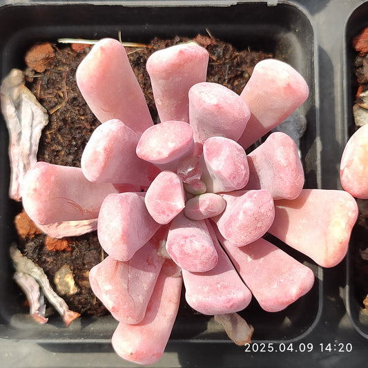 YBB191 キューピッド（7cm pot）