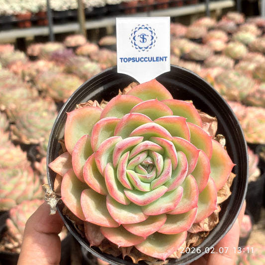 15725 モーニングデュー