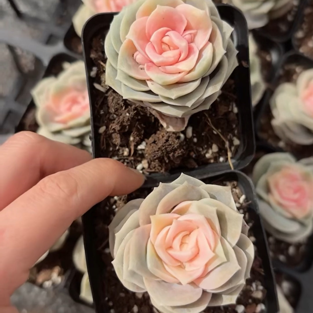 25767 ラブリーローズ薬錦 – Top Succulent®