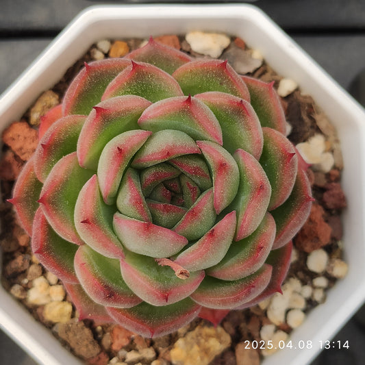 WWA318 ムーン　ストーン x アギャボイデズ（7cm pot）