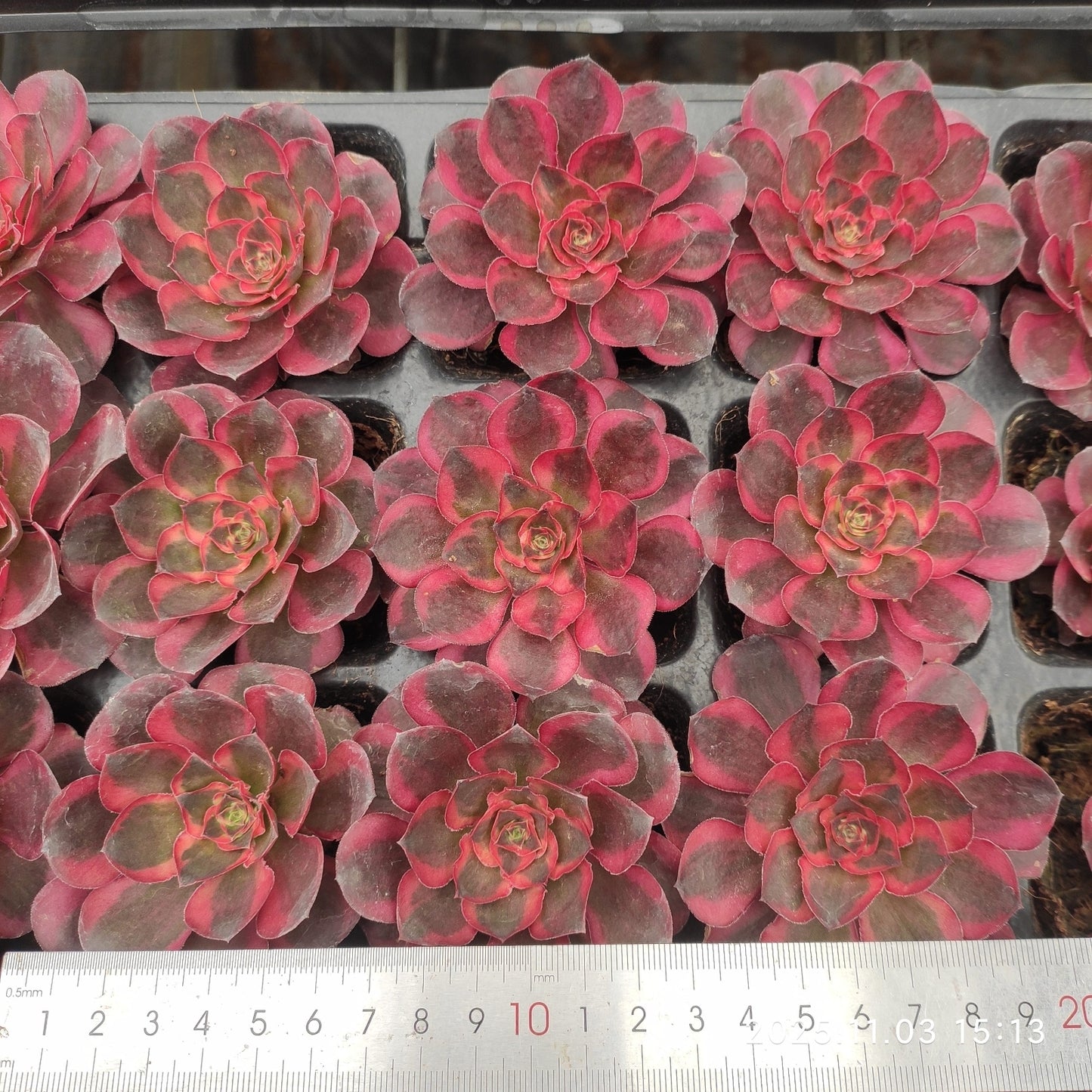 19399 チャーム　ゴールド（7cm pot）