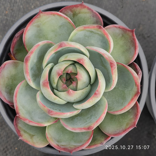 LB037 カシオ（12cm pot）