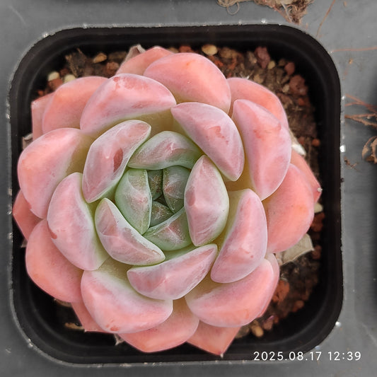 LMM415 オレンジモンローhyb（7cm pot）