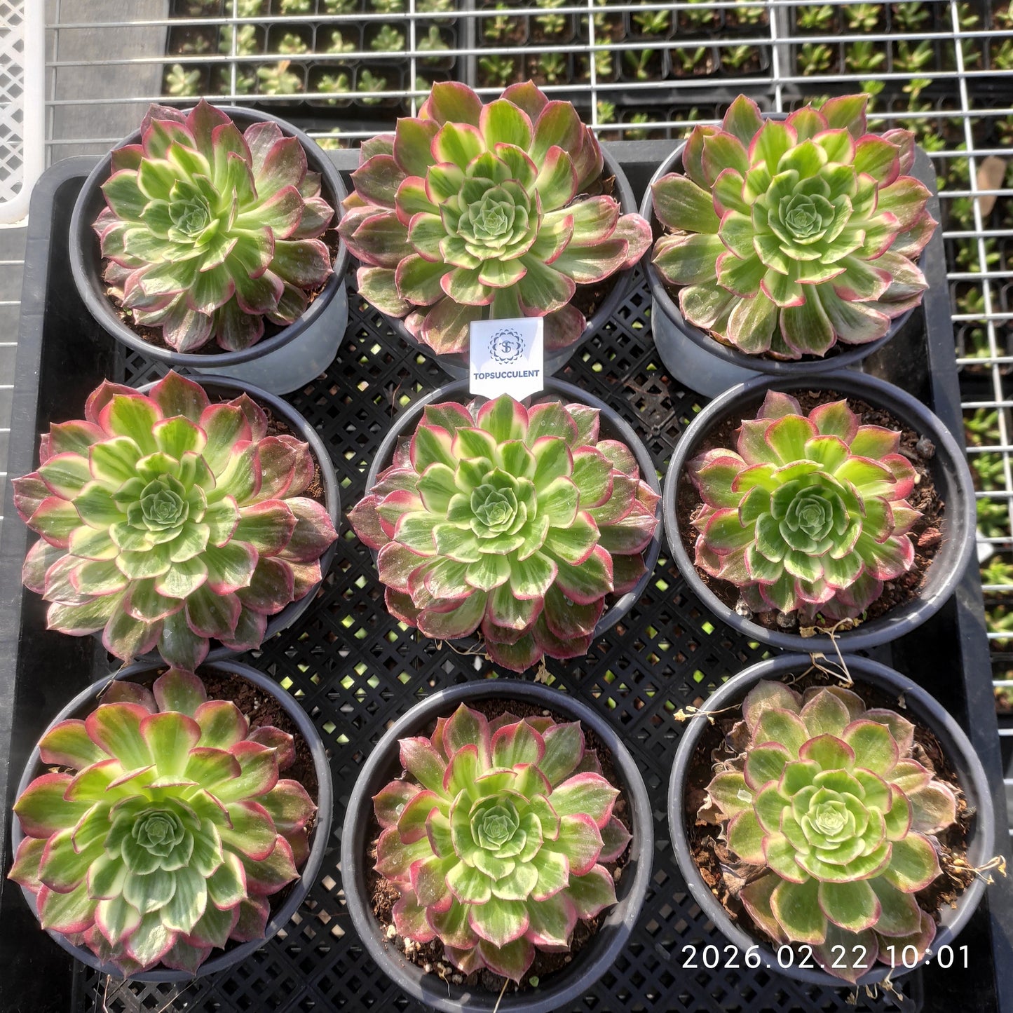 26092 カロフル　ランターンズ