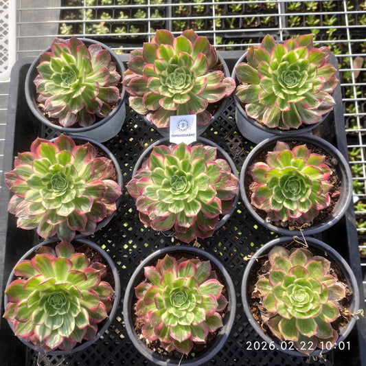 26092 カロフル　ランターンズ