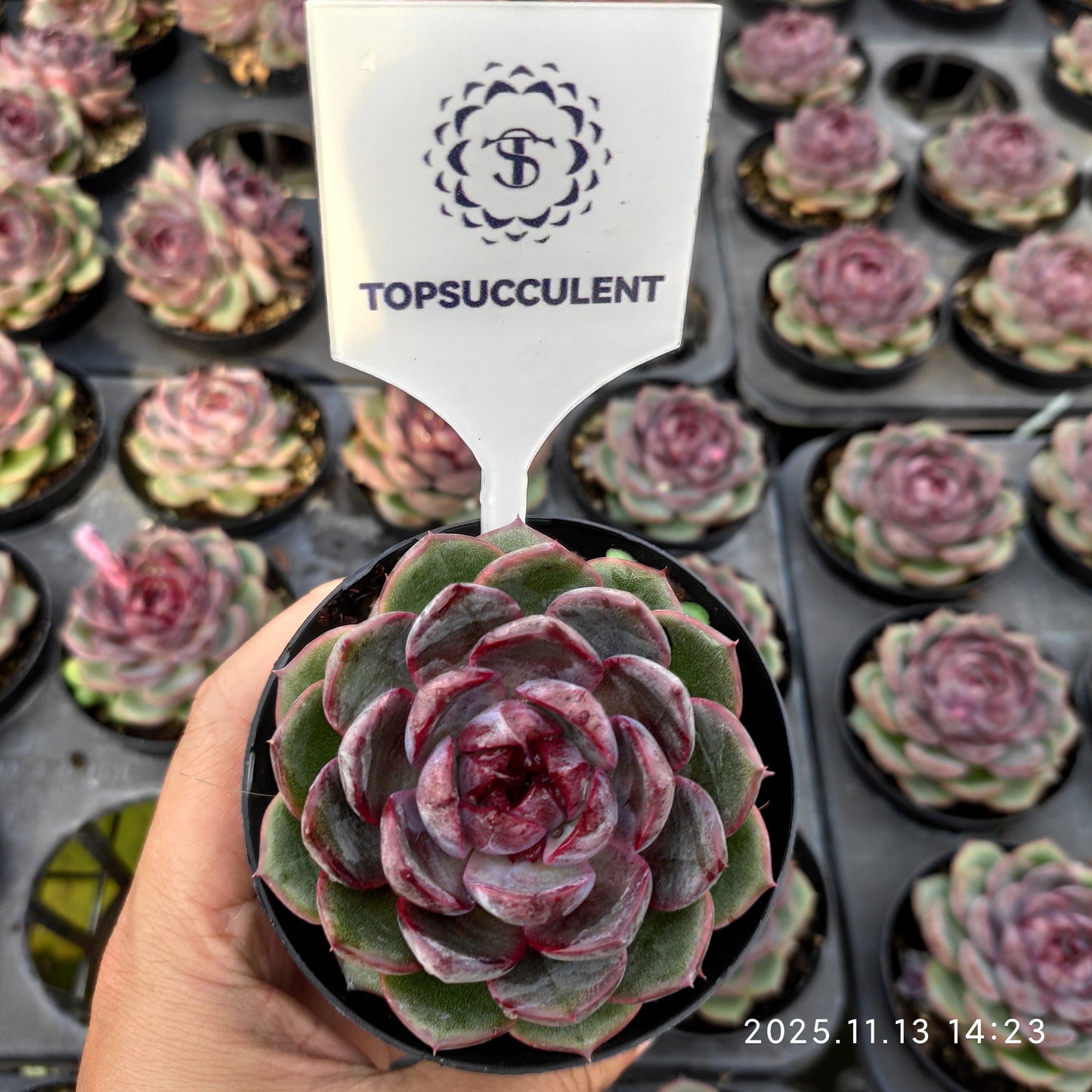 20056 チーズブルーベリー（9cm pot）