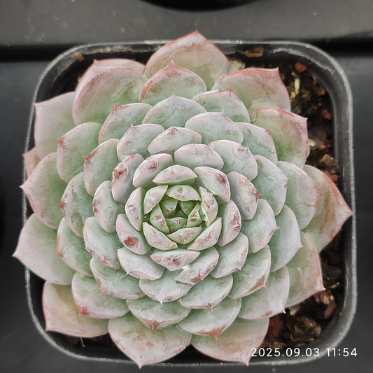 ZZA108 アメイジンググレイス  (7cm pot)