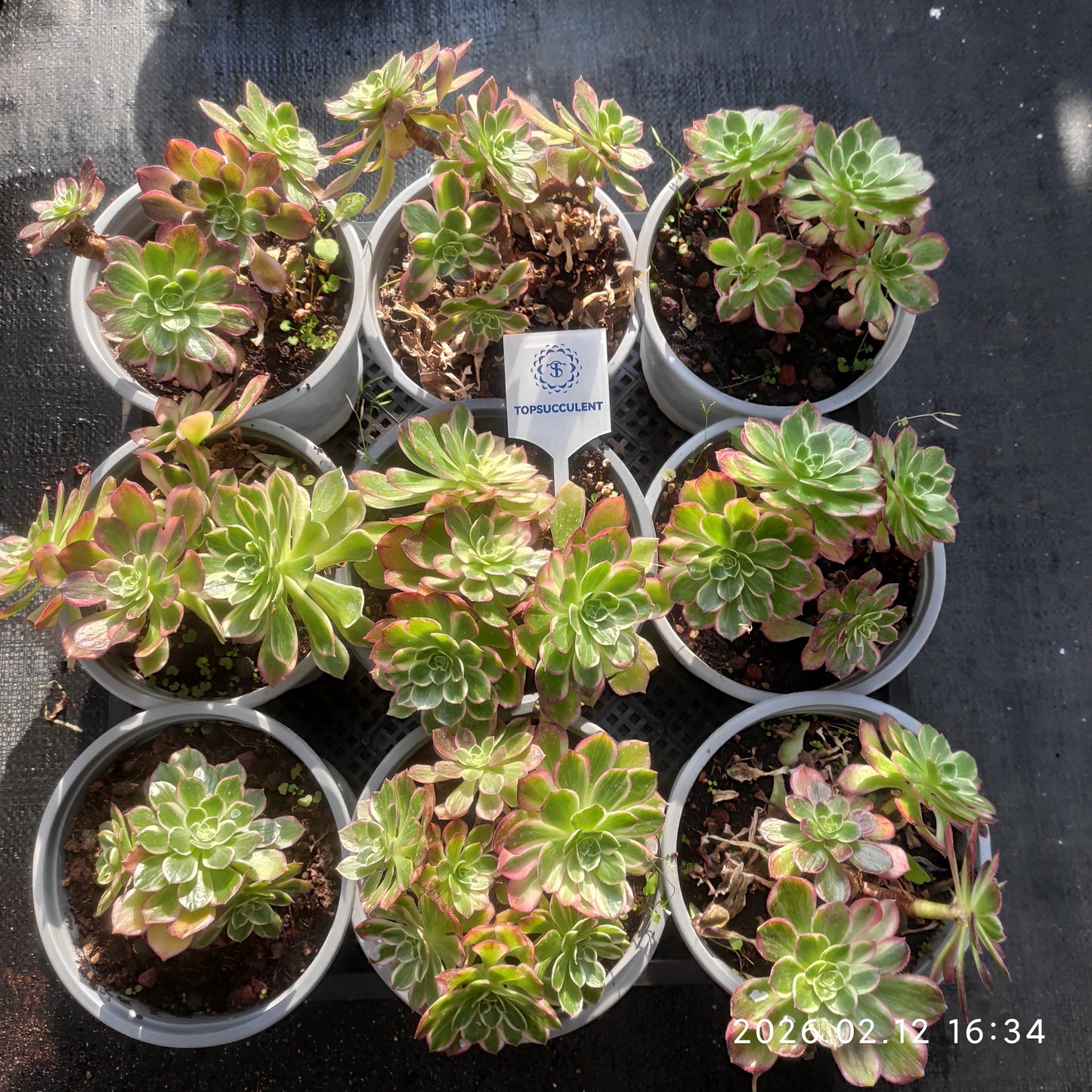 25829 カロフル　ランターンズ