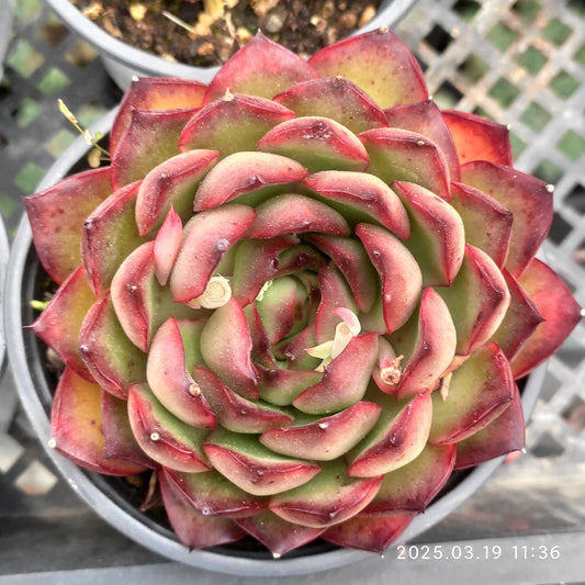 QN431 レッドモラン(9cm pot)