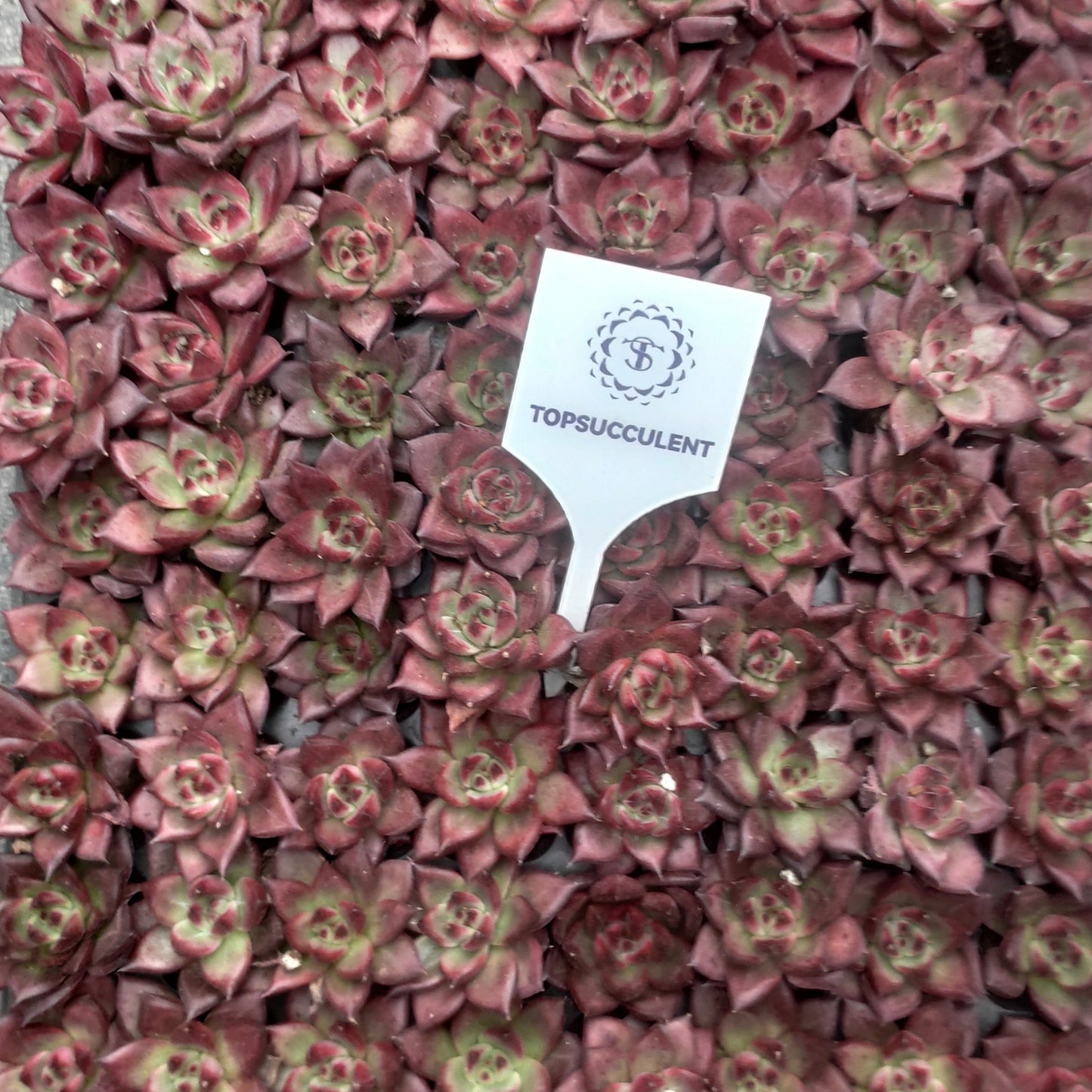 19424  アクエリアス（3cm pot）（ポット苗）