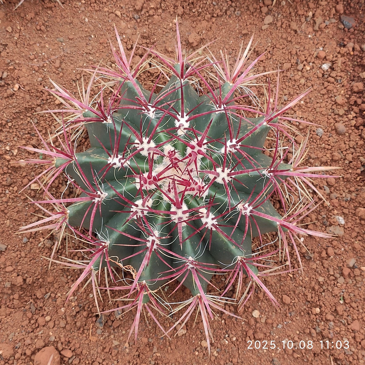 DMC055 フェロカクタス 赤凰（20cm pot）