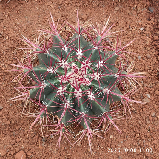 DMC055 フェロカクタス 赤凰（20cm pot）