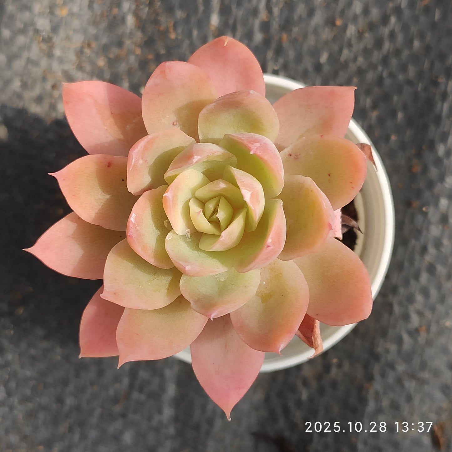 DQ195 レッドクレーヌ（7cm pot）