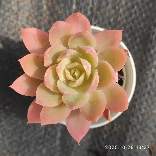 DQ195 レッドクレーヌ（7cm pot）