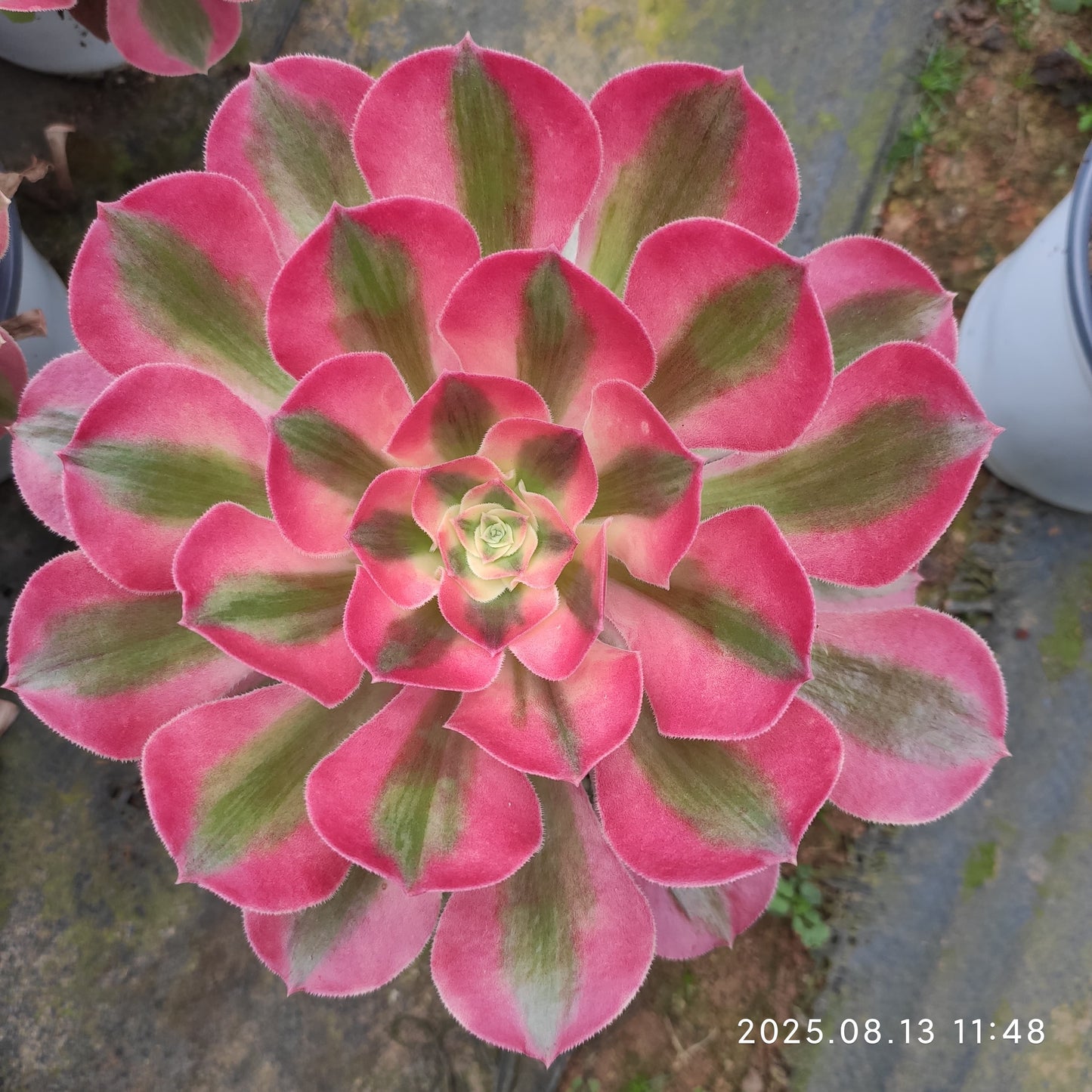 LB038 アエオニウム　ウィッチ（12cm pot）
