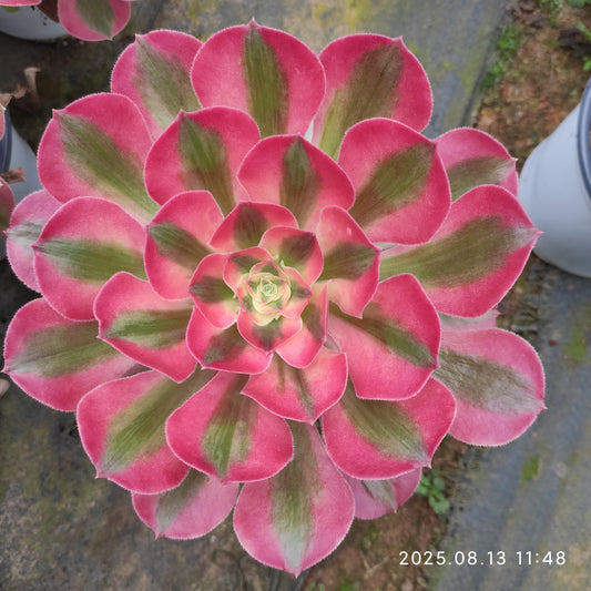 LB038 アエオニウム　ウィッチ（12cm pot）