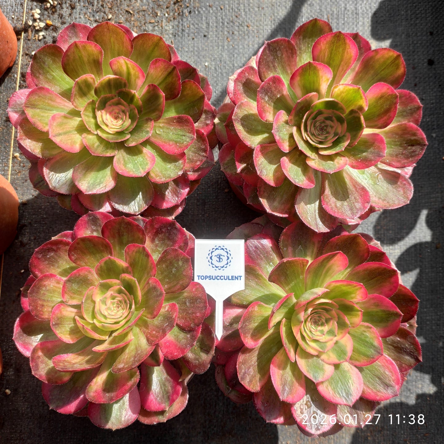 23330 クラウド・ロータス